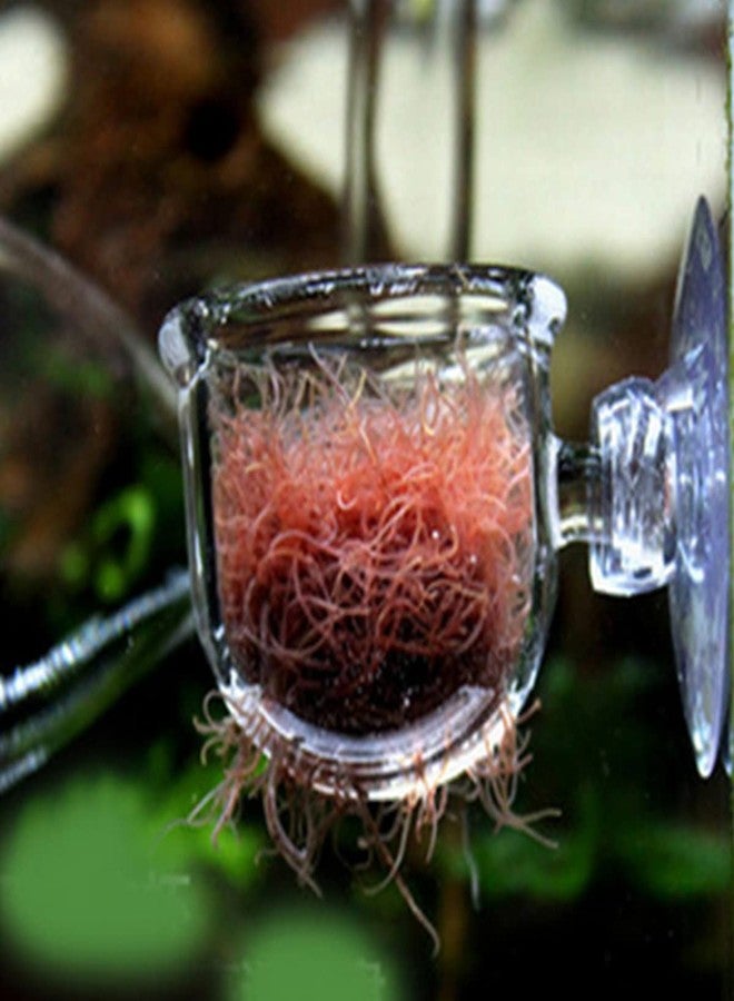 Caylingdee Glass Aquarium Red Worm Fish Feeder Cone Feeder Red Worm Fish Tank Plant Shrimp Feeder Cup Fish Feeding Cup with Suction for Aquarium Fish Tank - Image 5